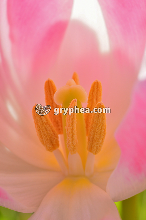 Tulipe - pistil et étamines - gryphea.com